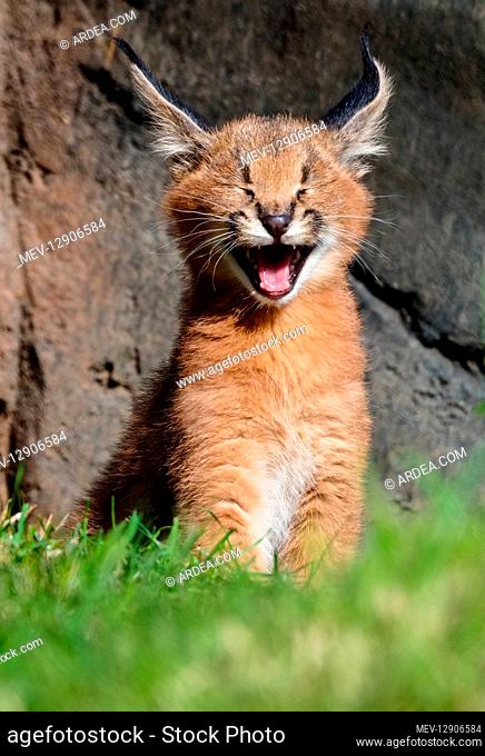 Young Caracal Kitten (Caracal caracal) yawning. Caracals are found in Africa to Central Asia and India