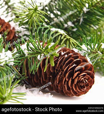 pine cones with pine branches. Cone and christmas tree isolated on white