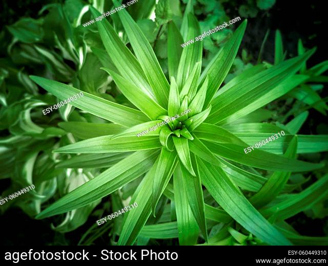 Decorative plant Lily for landscaping and decoration of gardens and parks. Texture of green leaves. The view from the top
