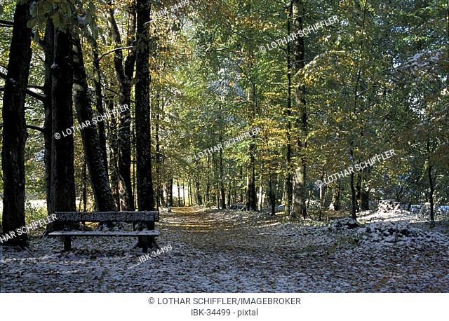 Autumn forest (beech-trees) , forest road and bench covered with first snow; near Epps, Tyrol, Austria