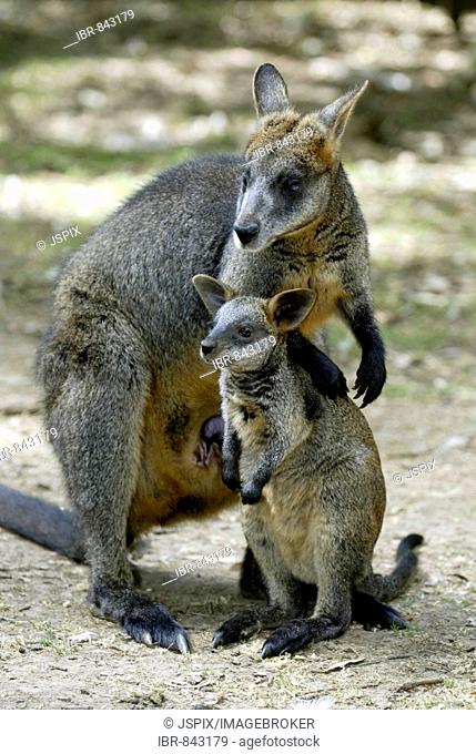 Swamp Wallaby (Wallabia bicolor), adult, female, with young, Australia
