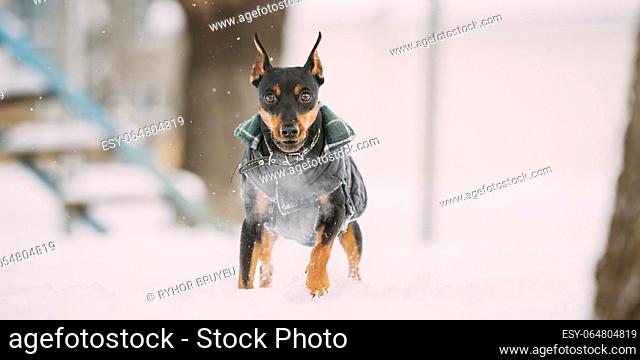 Min Pin Dog Playing And Running Outdoor In Snow, Winter Season. Funny Black Miniature Pinscher Zwergpinscher Looking At Camera
