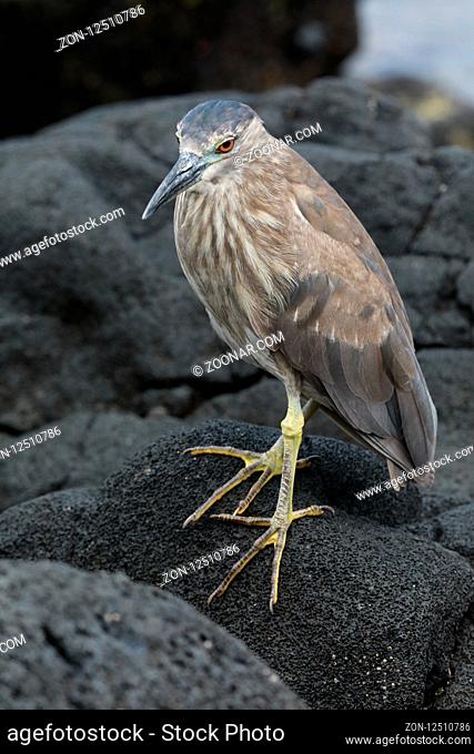 black-crowned night heron (Nycticorax nycticorax) Big Island Hawaii USA