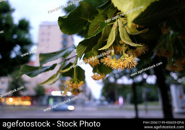 16 June 2020, Saxony, Leipzig: Flowers of the large-leaved linden (Tilia platyphyllos) in a green area. Photo: Sebastian Willnow/dpa-Zentralbild/ZB