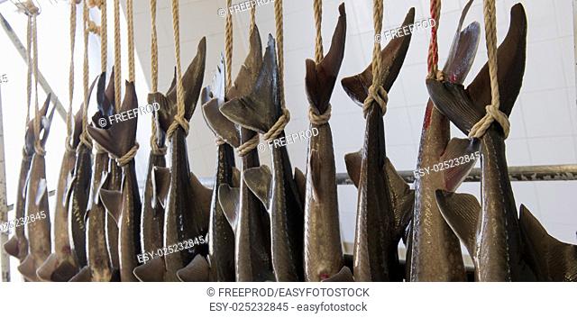 Caviar processing plant, Group of sturgeons hanging by the tail