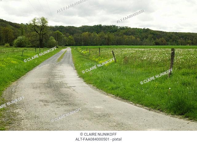Country road lined with fields, forest in the background