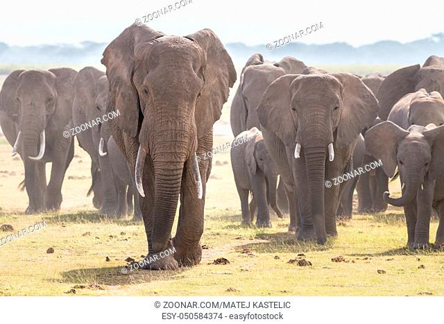 Herd of Elephants at Amboseli National Park, formerly Maasai Amboseli Game Reserve, is in Kajiado District, Rift Valley Province in Kenya