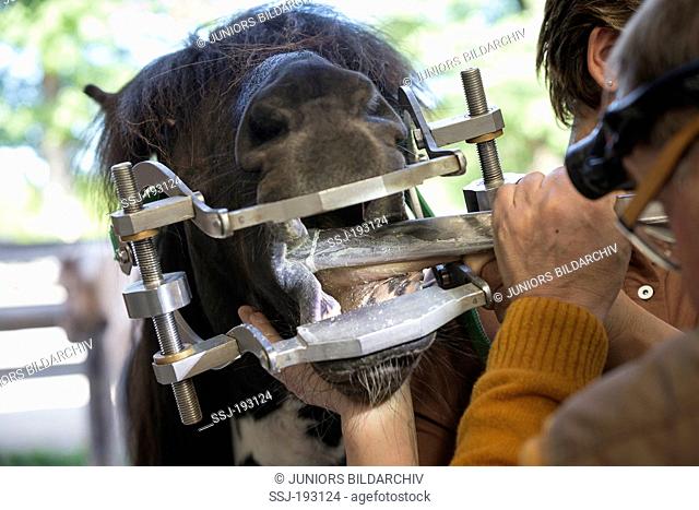 Islandic horse. Equine dental technician at work. Austria