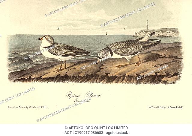 Piping Plover, Signed: J.J. Audubon, J.T. Bowen, Yellow-footed Plover (Charadrius melodus), lithograph, Pl. 321 (Vol. 5), Audubon, John James (drawn); Bowen, J