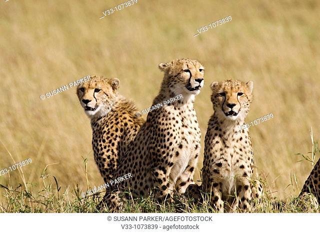 A cheetah mom & her 3 cubs on the plains of the Masai Mara