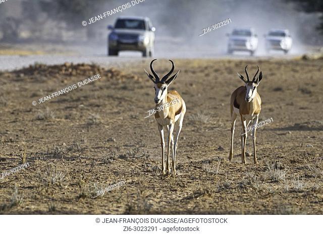 Springboks (Antidorcas marsupialis), male and female, moving on arid ground, vehicles on a dirt road at back, Kgalagadi Transfrontier Park, Northern Cape
