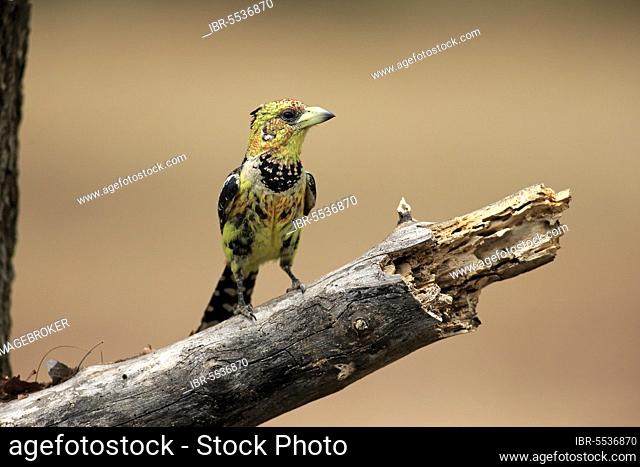 Crested Barbet (Trachyphonus vaillantii), adult on branch, Kruger Nationalpark, South Africa, Africa