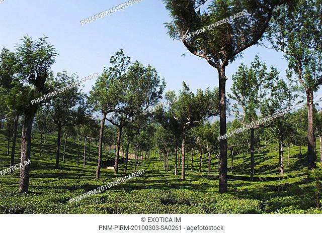 Tea plantation and tree, Munnar, Idukki, Kerala, India