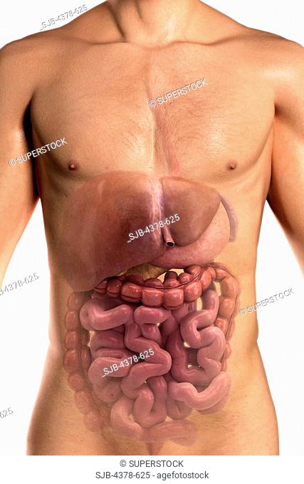 Front view of the digestive system within the human body male