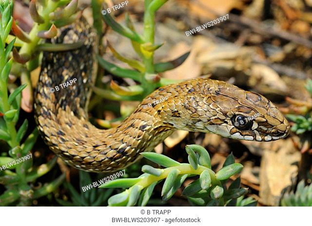 Montpellier snake Malpolon monspessulanus, portrait, Spain, Katalonia, Naturpark Montseney