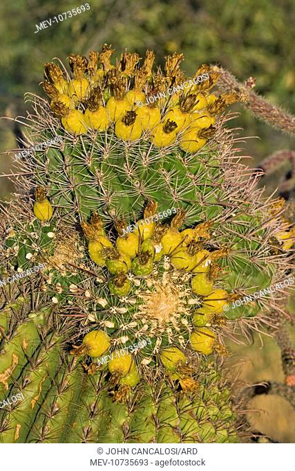 Fishhook Barrel Cactus - Unusual growth form (Ferocactus wislizeni)