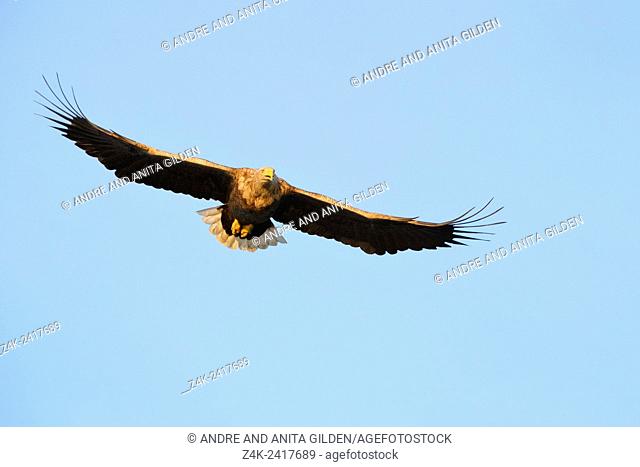 White-tailed eagle (Haliaeetus albicilla) flying against blue sky in Norwegian bay