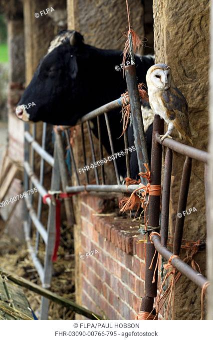 Barn Owl Tyto alba adult, perched on gate in old cattle barn, Sheffield, South Yorkshire, England, november captive