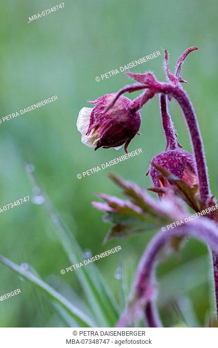 Water avens, a plant especially found in wetlands