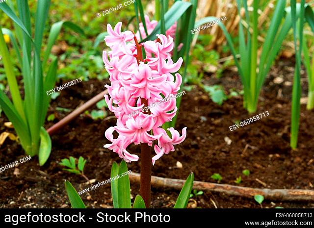 Botanical garden, the beautiful flowers in bloom and delight in the spring, hyacinth lilac flower, hyacinth violet flower on the street growing