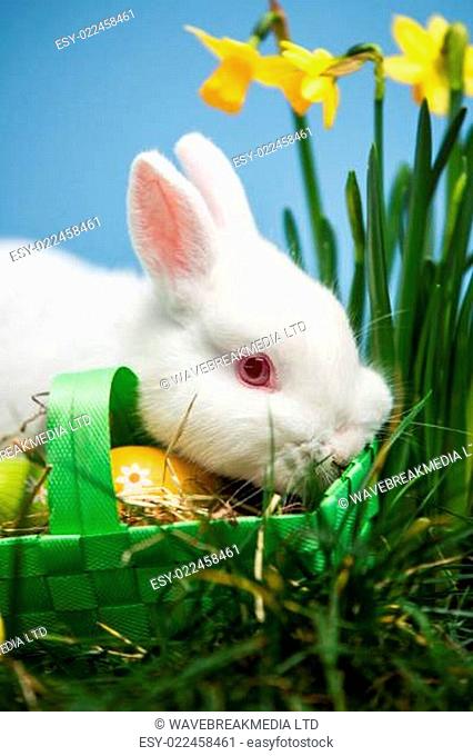 White rabbit resting on easter eggs in green basket in the grass with daffodils
