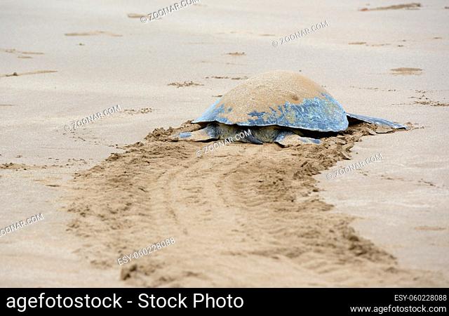 Galapagos green turtle (Chelonia mydas agassisi) on Playa Espumilla, Santiago Island, Galapagos Islands, Ecuador