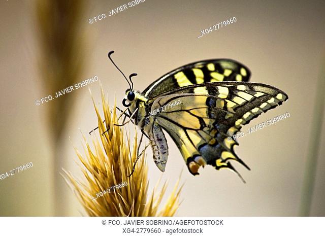 Mariposa Macaón (Papilio Machaon) en el mes de junio en el Cerro Calderico. Consuegra. Toledo. Castilla-La Mancha. España. Europa