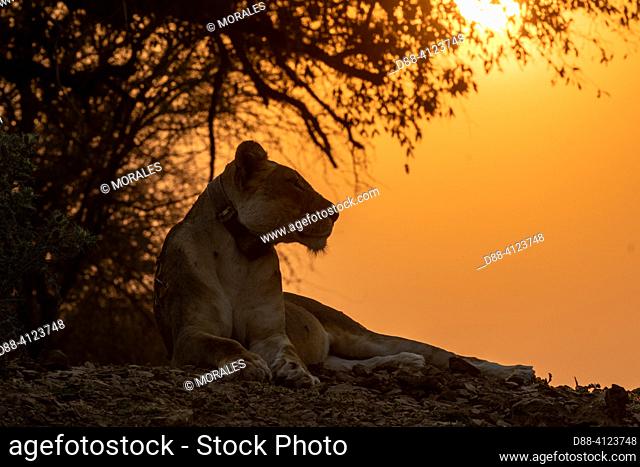 Africa, Zambia, South Luangwa national Park, Luangwa river, Lioness( Panthera leo),