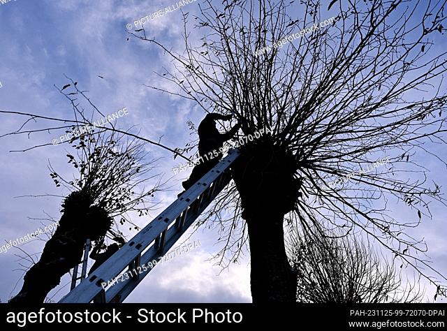 25 November 2023, Brandenburg, Petersdorf: Residents cut the branches off lime trees in the Oder-Spree district. At regular intervals