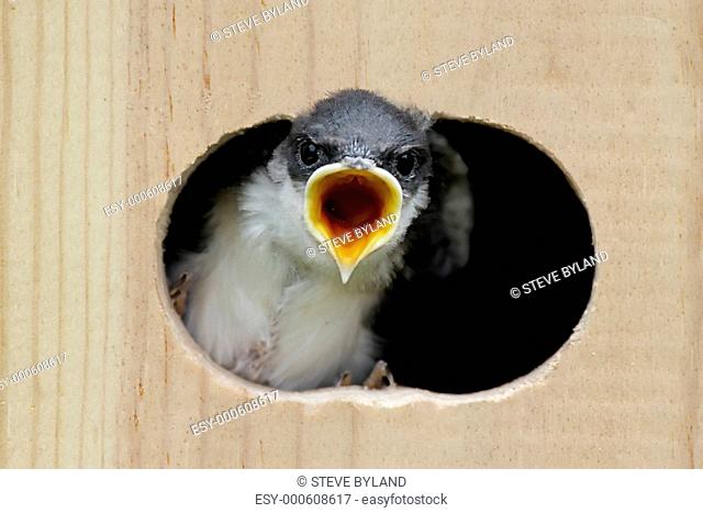 Tree Swallow In a Bird House