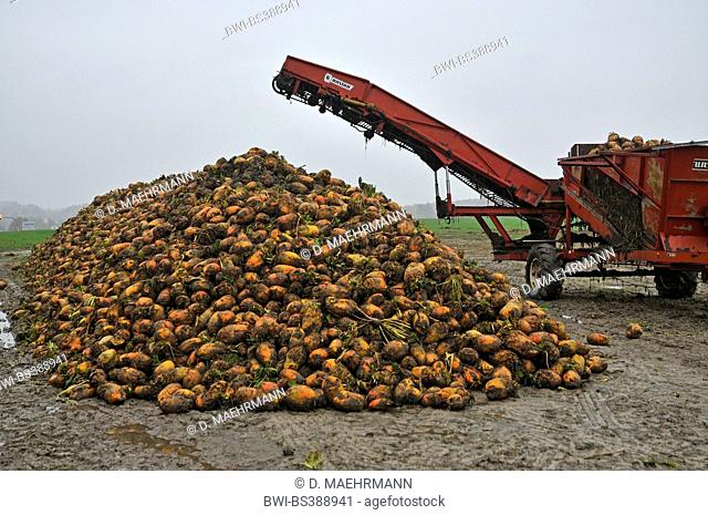 root beet (Beta vulgaris), a heap of harvested beets on a field beside a beet harvester