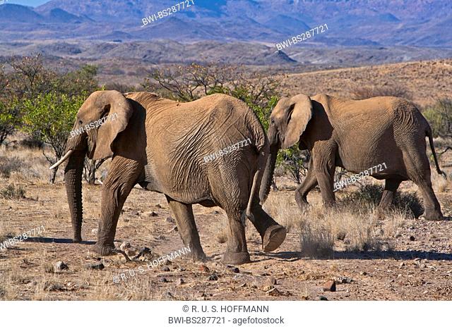 African elephant (Loxodonta africana), two elephants walking through savannah, Namibia, Damaraland, Barren Country