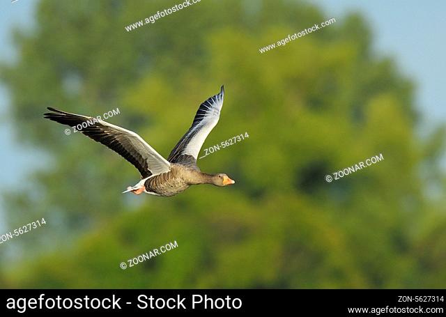 Graugans, Anser anser, Greylag goose, Germany