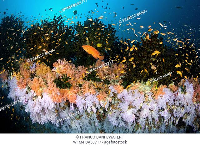 Lyretail Anthias and Soft Corals, Pseudanthias squamipinnis, Indian Ocean, Maldives