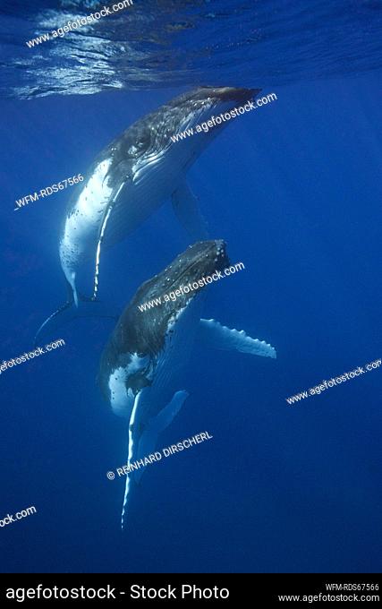 Pair of Humpback Whales, Megaptera novaeangliae, Moorea, French Polynesia