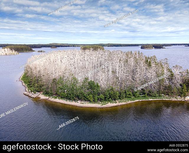 Cormorant colony in the archipelago outside Sandarna, Söderhamn, Hälsingland, Sweden. Phalacrocorax carbo. Photo: André Maslennikov