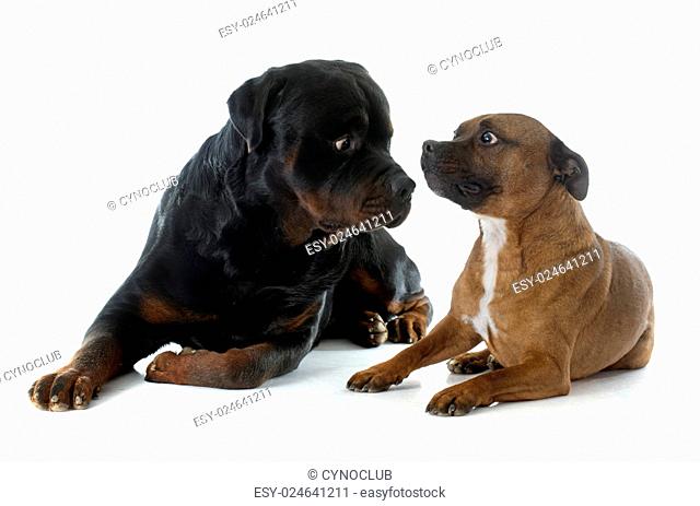 Staffordshire bull terrierand rottweiler in front of white background