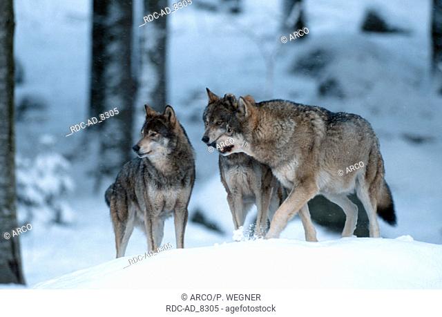 Wolves pack in winter Canis lupus