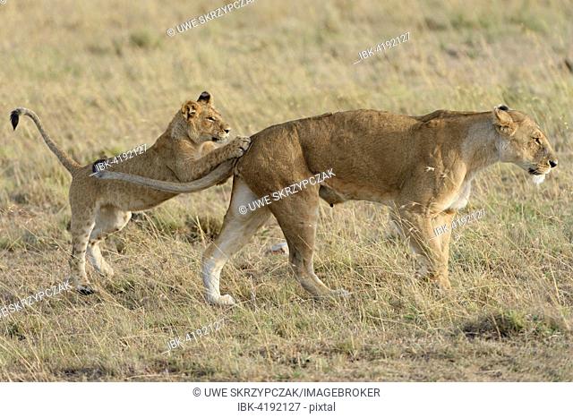 Lion (Panthera leo) cub playing with its mother, Maasai Mara National Reserve, Narok County, Kenya