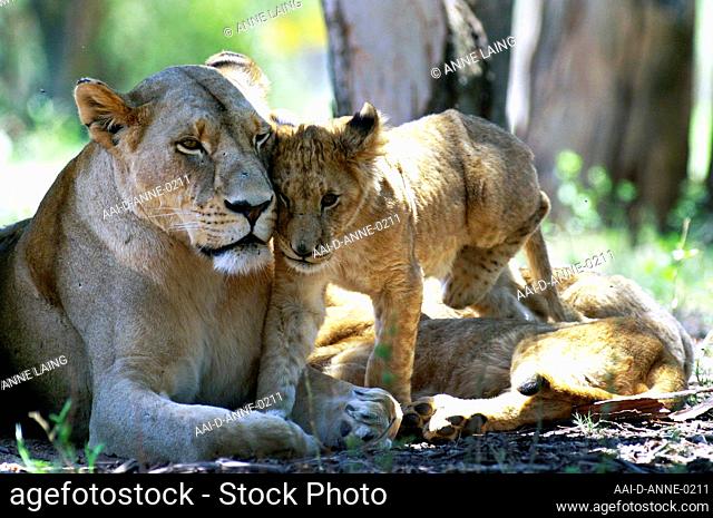 A female lion (Panthera leo) wth his cub at the Lion and Safari Park in the Cradle of Humankind nearJohannesburg, Gauteng, South Africa