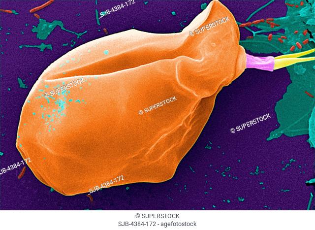 Under a moderate magnification of 2000X, this digitally-colorized scanning electron micrograph SEM of an untreated water specimen extracted from a wild stream...