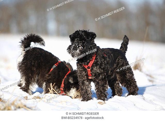 Miniature Schnauzer Canis lupus f. familiaris, two individuals in the snow