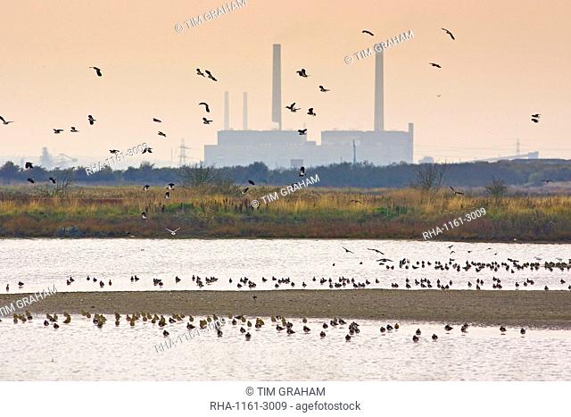 Migratory Lapwings and waders at Thames Estuary. It is feared that Avian Flu (Bird Flu) could be brought to Britain from Europe by migrating birds