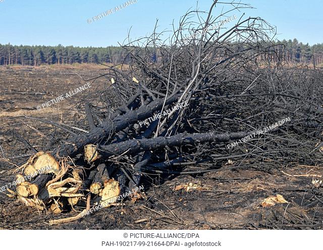 15 February 2019, Brandenburg, Treuenbrietzen: Large parts of a burnt forest near the federal highway 102 have already been cleared