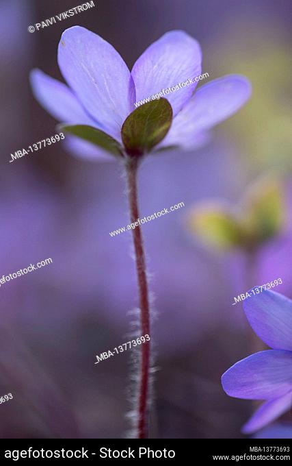 Close-up of Anemone hepatica, (Hepatica nobilis), common hepatica, kidneywort, liverwort, pennywort, flowering plant, Finland