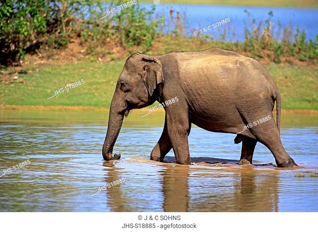 Sri Lankan Elephant, (Elephas maximus maximus), Asian Elephant, adult male in water, Udawalawe Nationalpark, Sri Lanka, Asia