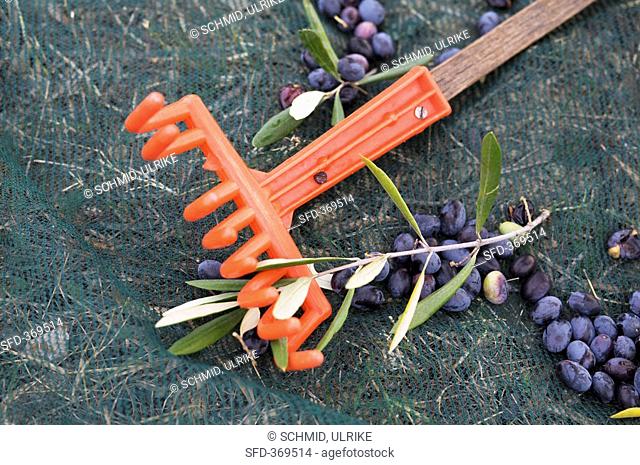 Freshly harvested olives on net with rake