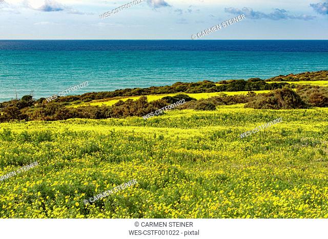 Italy, Sicily, Coast, blooming plants, bermuda buttercup