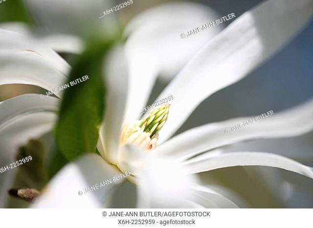 white magnolia stellata free flowing and elegant