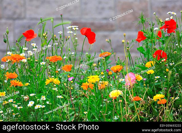 Farbenfrohe Blumenwiese mit verschiedenen Wildblumen vor einer Mauer als Hintergrund